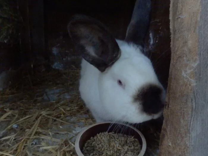 Kalifornský králík