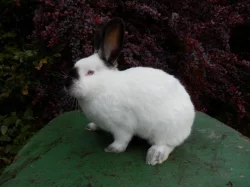 Kalifornský králík