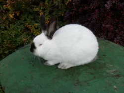 Kalifornský králík