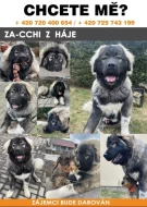 Daruji kavkazského pasteveckého psa