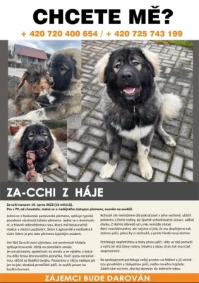 Daruji kavkazského pasteveckého psa