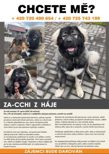 Daruji kavkazského pasteveckého psa