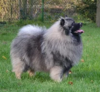 Německý špic vlčí / keeshond prodám štěně - pejska s PP
