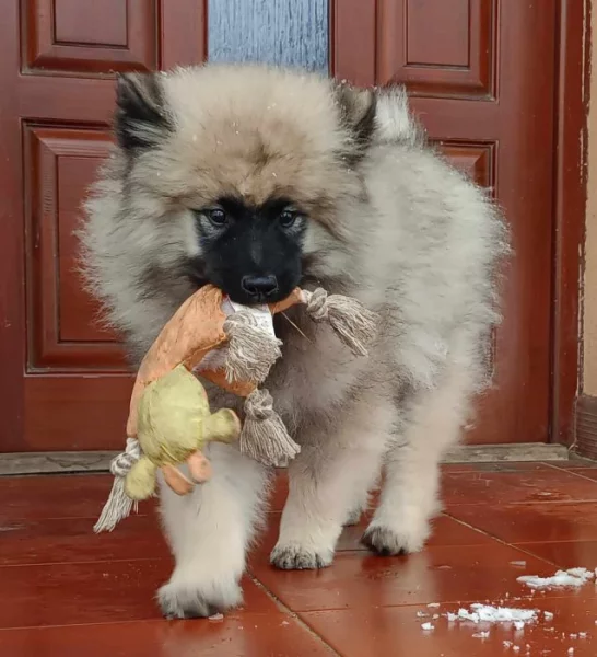 Německý špic vlčí / keeshond prodám štěně - pejska s PP