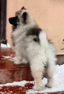 Německý špic vlčí / keeshond prodám štěně - pejska s PP