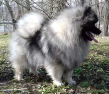 Německý špic vlčí / keeshond prodám štěně - pejska s PP