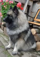 Německý špic vlčí / keeshond prodám štěně - pejska s PP