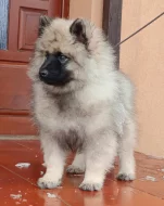 Německý špic vlčí / keeshond prodám štěně - pejska s PP