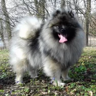 Německý špic vlčí / keeshond prodám štěně - pejska s PP