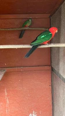 Prodám papoušky australský