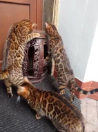 Bengálská koťata