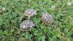 Želva zelenavá (odchov 2023)