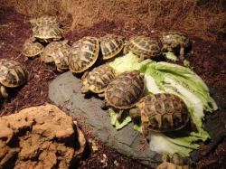Želva zelenavá (odchov 2023)