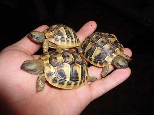 Želva zelenavá (odchov 2023)