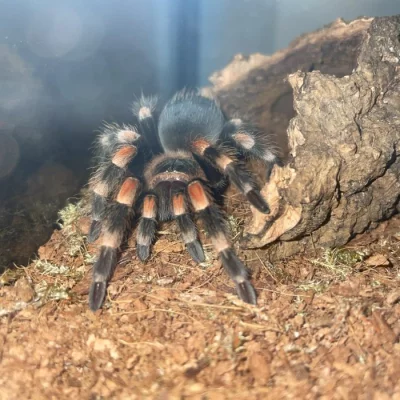 Prodám zbytky z chovu