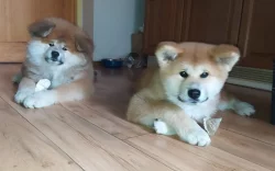 Akita Inu s PP