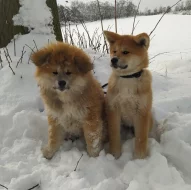 Akita Inu s PP