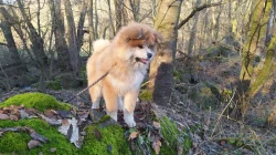 Akita Inu s PP