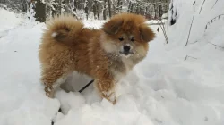 Akita Inu s PP