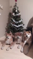 Akita Inu s PP