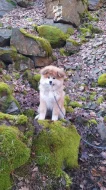 Akita Inu s PP
