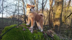 Akita Inu s PP