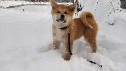 Akita Inu s PP