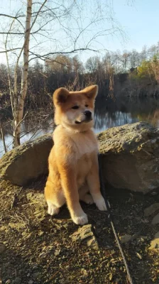 Akita Inu s PP
