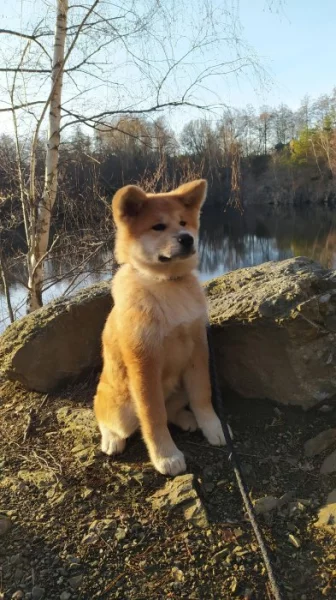 Akita Inu s PP