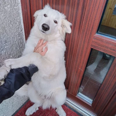 Bílý švýcarský ovčák