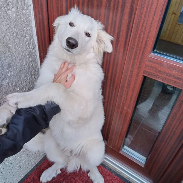 Bílý švýcarský ovčák