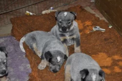 Australský honácký pes s PP