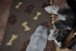 Australský honácký pes s PP