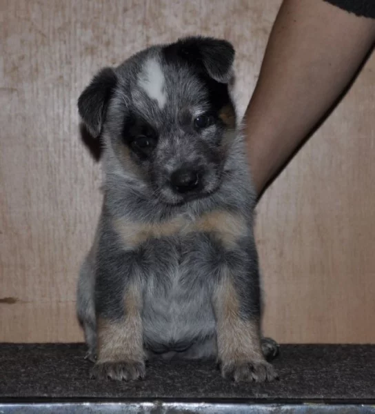 Australský honácký pes s PP