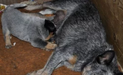 Australský honácký pes s PP