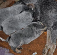 Australský honácký pes s PP