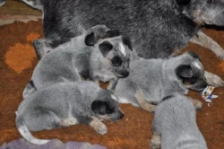 Australský honácký pes s PP