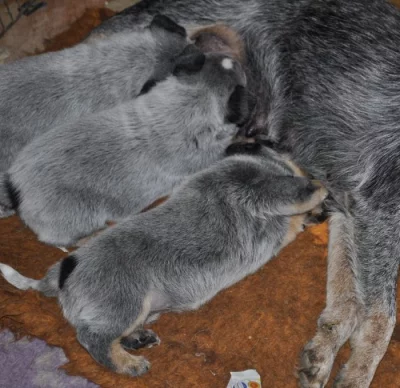 Australský honácký pes s PP