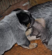 Australský honácký pes s PP