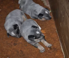 Australský honácký pes s PP