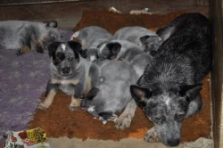 Australský honácký pes s PP