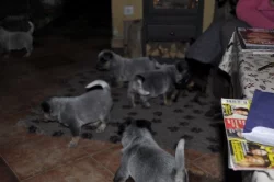 Australský honácký pes s PP