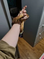 Užovka červená, Terárium  a Vybavení