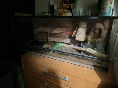 Užovka červená, Terárium  a Vybavení