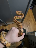 Užovka červená, Terárium  a Vybavení