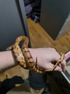 Užovka červená, Terárium  a Vybavení