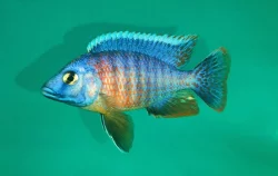 Odchovy tlamovci MALAWI