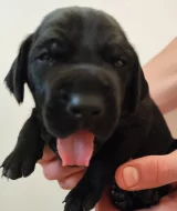 Nabídka štěňat KO