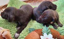 Nabídka štěňat KO