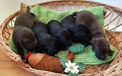 Nabídka štěňat KO